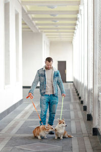 A man in a denim suit walks with dogs on a leash. welsh corgi-pembroke walk with the owner 