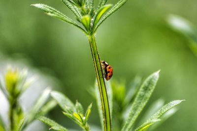 Close-up of insect on plant