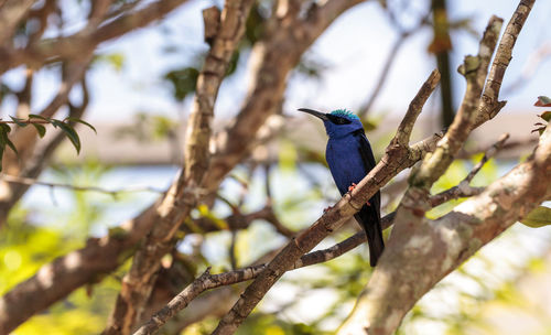 Red-legged honeycreeper cyanerpes cyaneus tanager bird perched on a tree