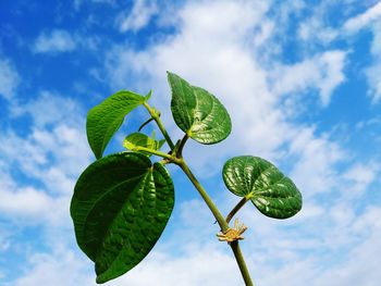 Low angle view of fresh green leaves against sky