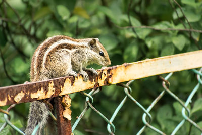 Close-up of squirrel on metal fence