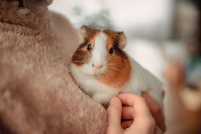 The guinea pig in the girl's arms