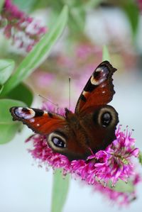 Close-up of butterfly on flower