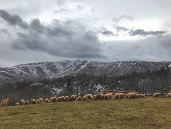 Scenic view of farm against sky