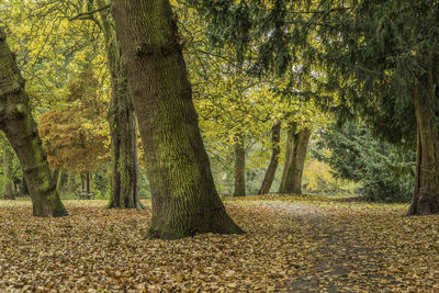 Trees in forest during autumn