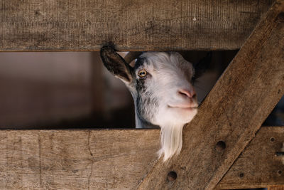 Close-up of goat looking through wooden fence