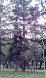 Trees against sky