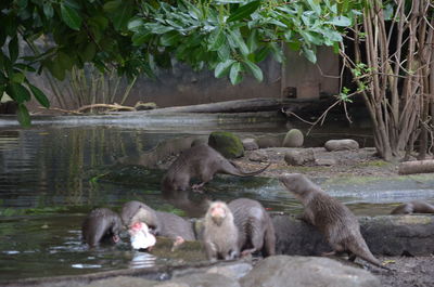 Monkeys in a lake