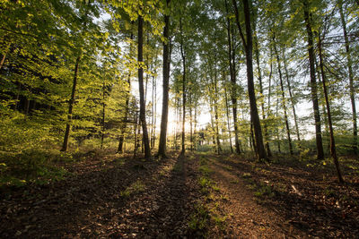 View of trees in the forest