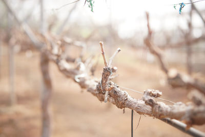 Close-up of insect on plant