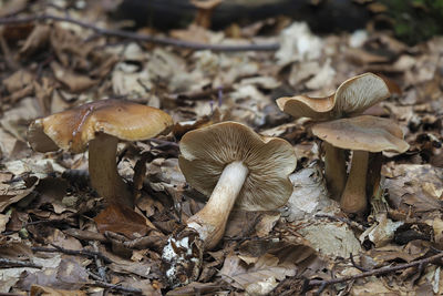 Close-up of mushroom growing on field