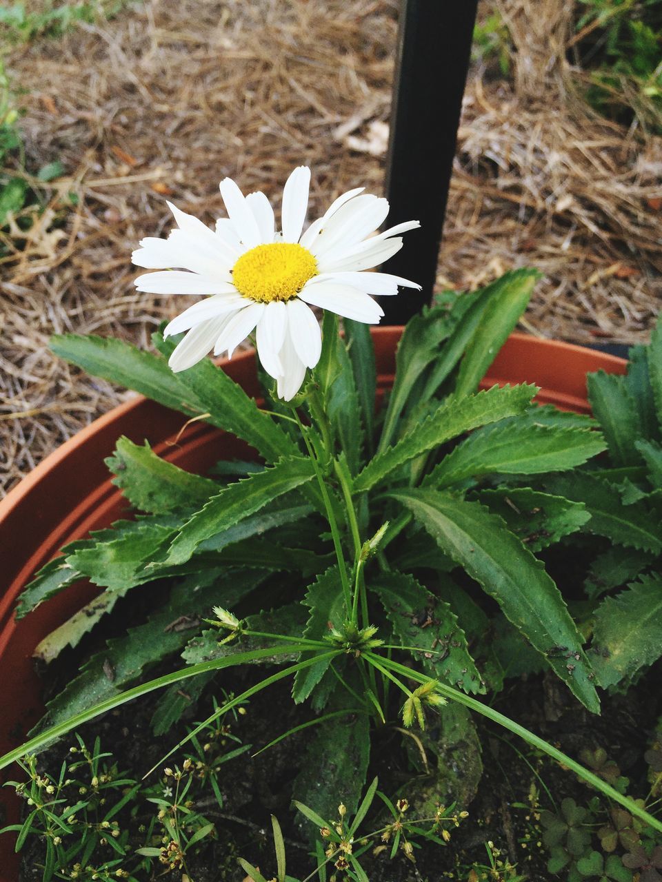 CLOSE-UP OF WHITE FLOWERS BLOOMING IN PARK