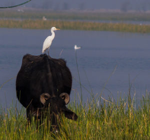 Close-up of swan perching on lake