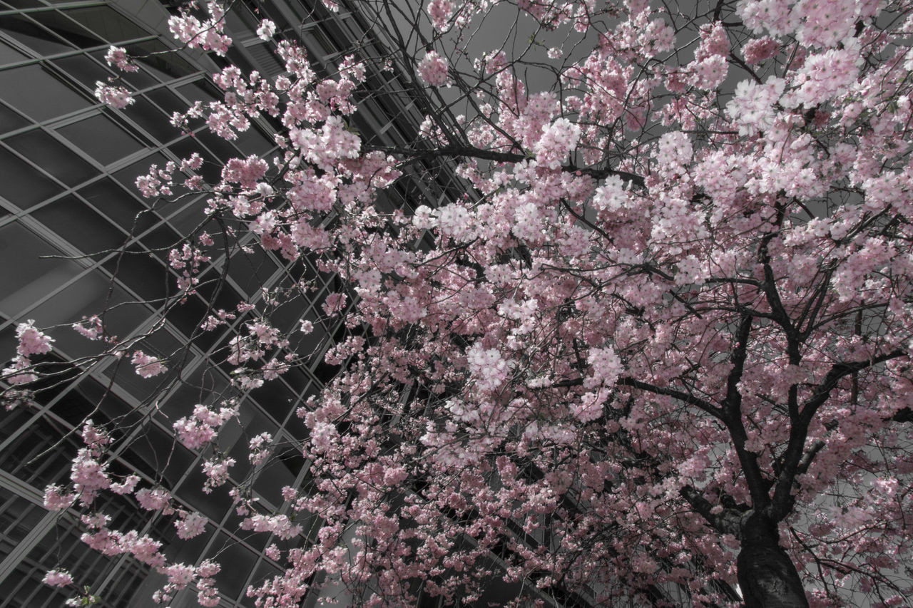 CHERRY BLOSSOM TREE IN CITY