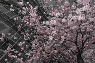 Pink cherry blossoms in spring