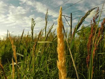 Close-up of wheat field against sky