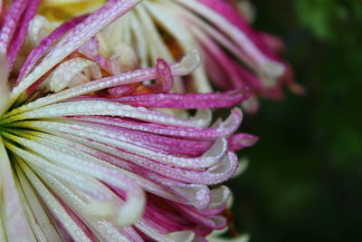 Close-up of wet purple flower