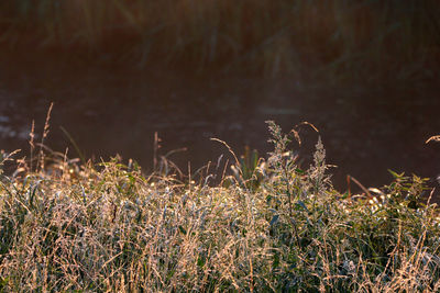 Plants growing on field by lake