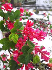 Close-up of red flowers blooming outdoors