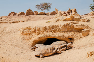 Crocodile in croco park in agadir, morocco. wild animal. dangerous reptile. wildlife in africa