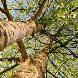 Low angle view of tree in forest