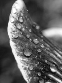 Extreme close up of flower