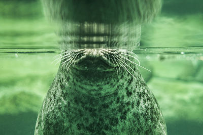 Cropped view of seal underwater