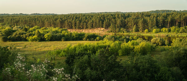 Scenic view of trees growing in forest against sky