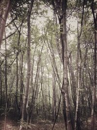 Trees in forest