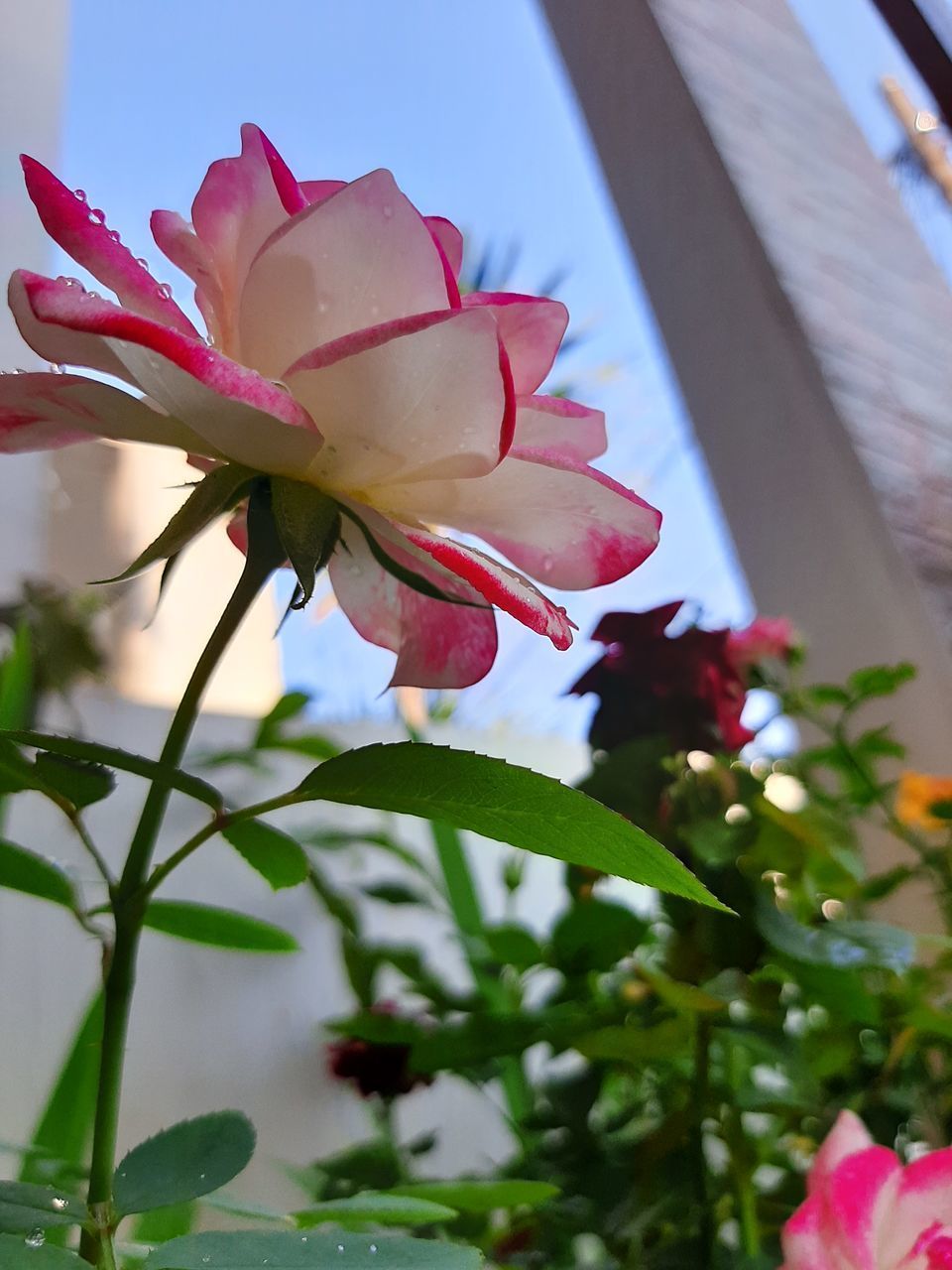 CLOSE-UP OF PINK FLOWERING PLANTS