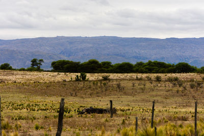 Scenic view of field against cloudy sky