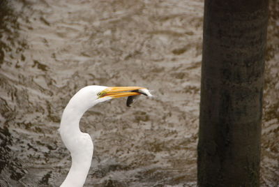 Side view of a bird against water