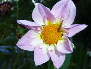 Close-up of pink flower blooming outdoors