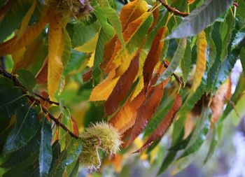 Close-up of green leaves growing on tree