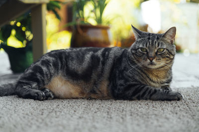 The cat is resting on the deck of the backyard against the background of the golden setting sun