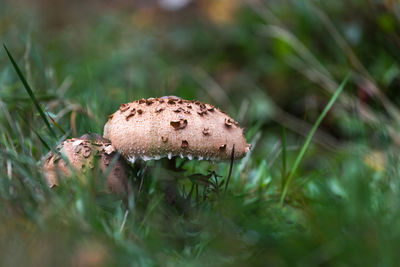 Close-up of mushroom growing on field