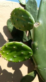 Close-up of prickly pear cactus