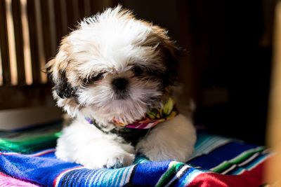 Close-up portrait of dog at home