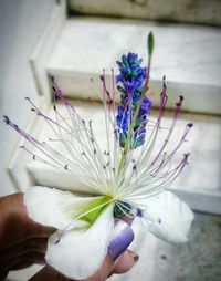 Close-up of purple flowers