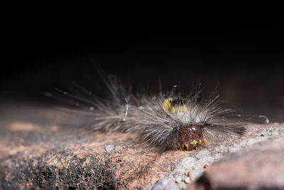 Macro shot of spiked caterpillar on stone