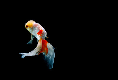 Close-up of fish swimming in sea