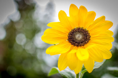 Close-up of sunflower blooming outdoors