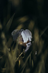 Close-up of white flowering plant