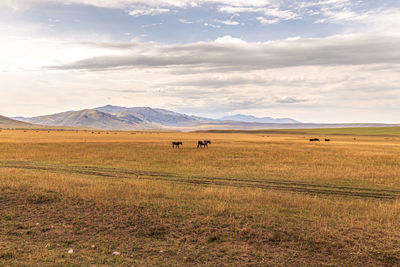 View of sheep on field against sky