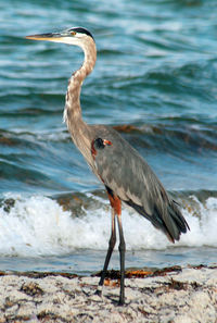 Side view of gray heron at beach