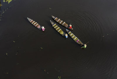 Harvesting water lilies in long an, vietnam