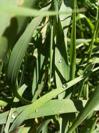 Close-up of raindrops on grass