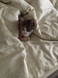 High angle view of cat resting on bed