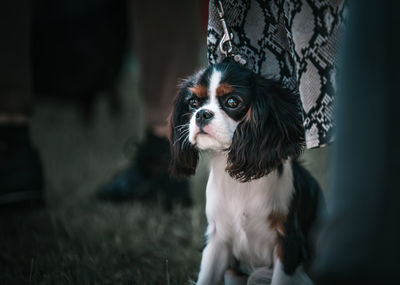 Portrait of dog looking away