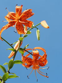 Close-up of flowers